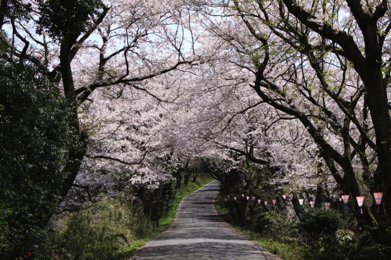 竜ケ峰の桜