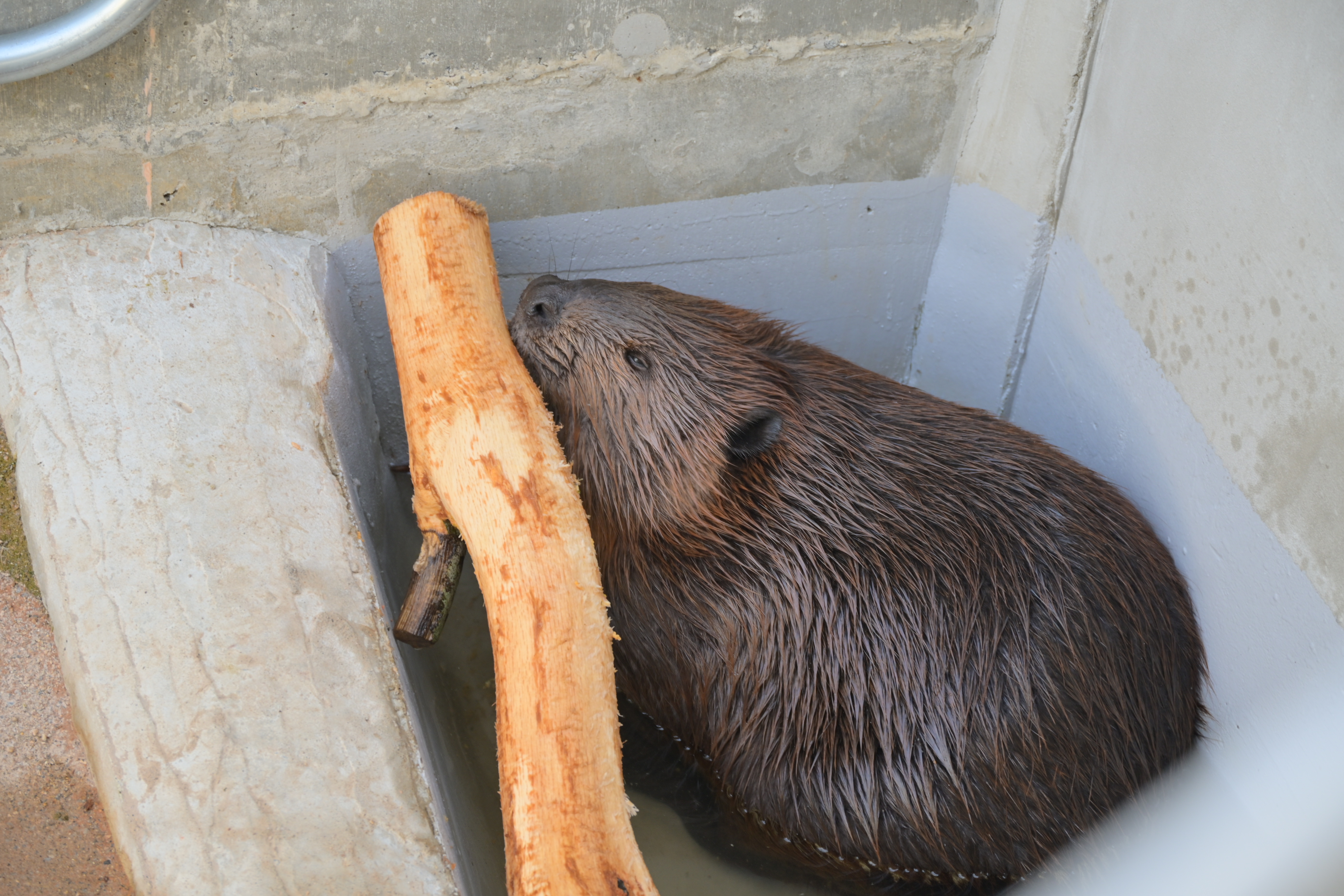 霞ケ浦 どうぶつとみんなのいえ