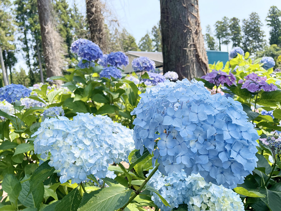 北茨城 あじさいの森