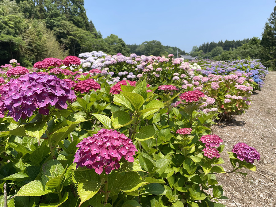 北茨城 あじさいの森