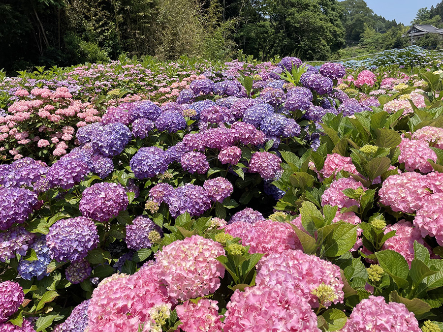 北茨城 あじさいの森