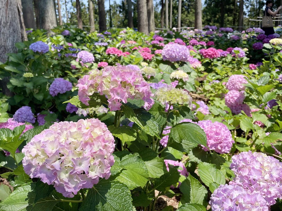 北茨城 あじさいの森