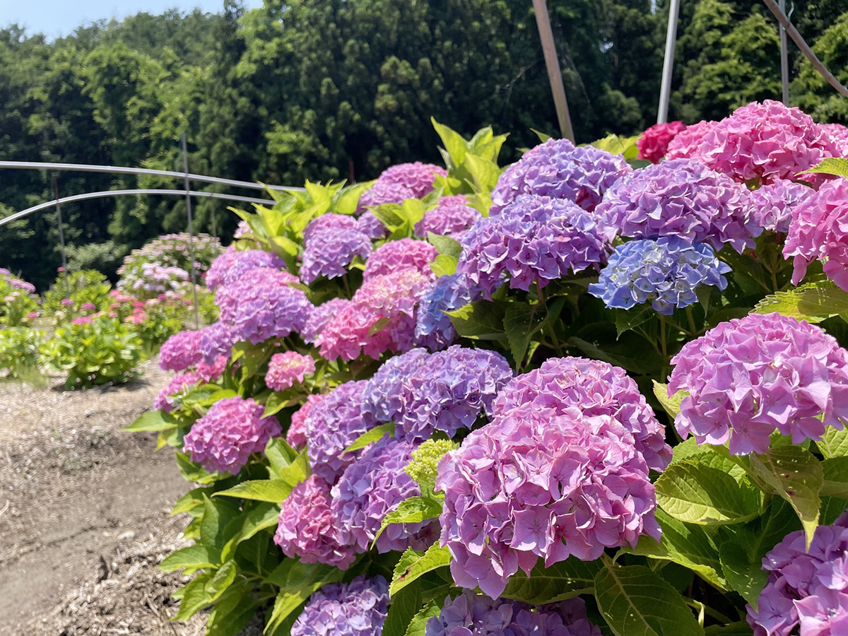 北茨城 あじさいの森