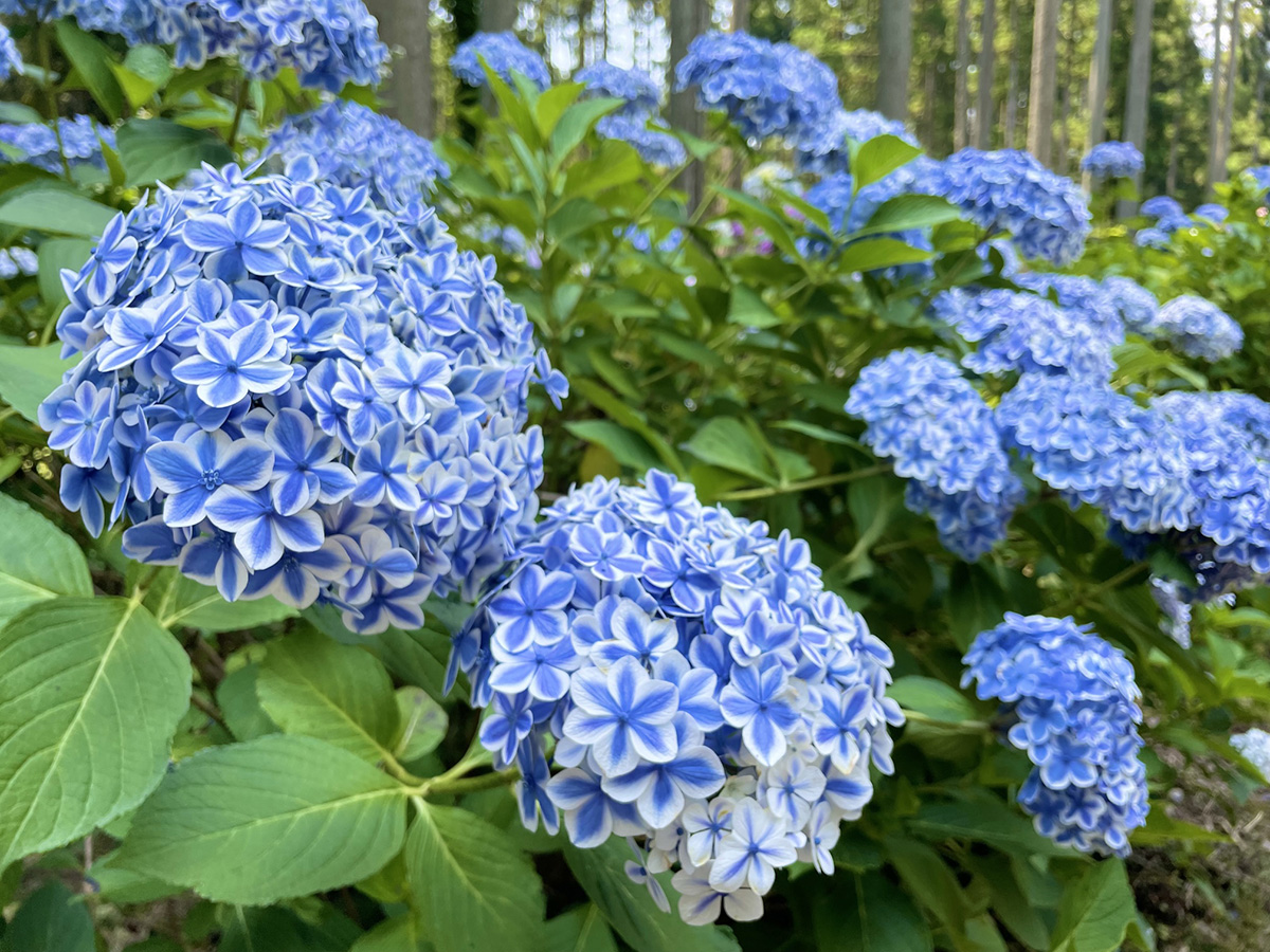 北茨城 あじさいの森