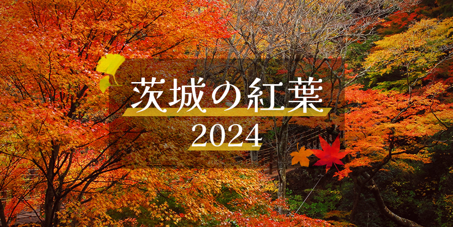 茨城の紅葉2024