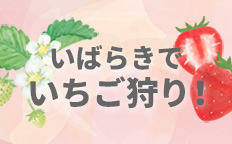 いばらきでいちご狩り！【2024-2025】を見る