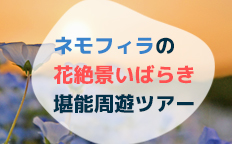 ネモフィラの花絶景いばらき堪能周遊ツアーを見る