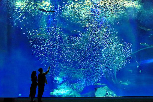 アクアワールド茨城県大洗水族館