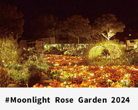 Moonlight Rose Garden 2024